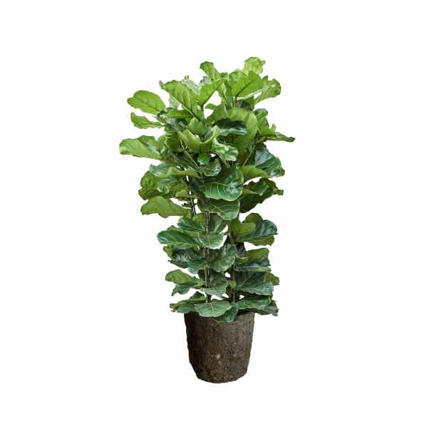 Ficus lyrata